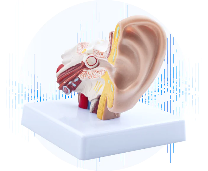 Querschnitt Ohr Anatomie Tinnitus